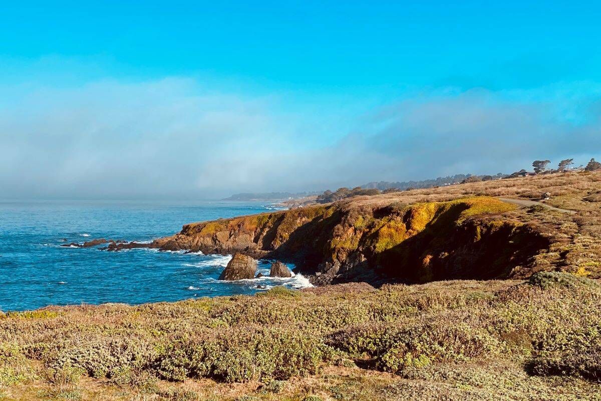 Cambria is canine-friendly